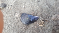 Mytilus platensis