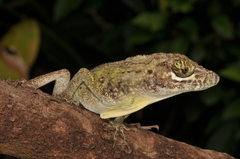 Anolis cuvieri