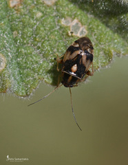 Cyphodema instabilis