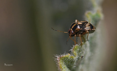 Cyphodema instabilis