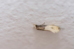 Trichophaga tapetzella