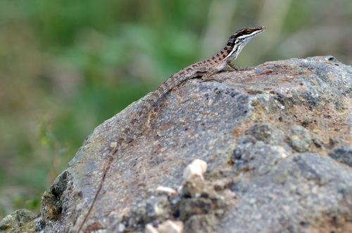 Ponce Anole (Anolis poncensis)