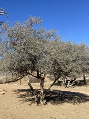 Quercus john-tuckeri