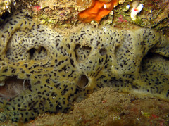 Didemnide coriace photo 3