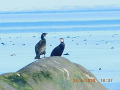 Phalacrocorax carbo carbo