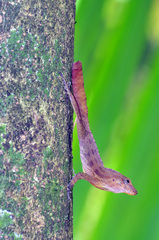 Anolis gundlachi