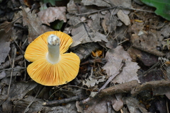 Russula risigallina