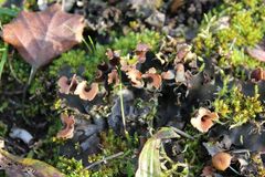 Peltigera hymenina