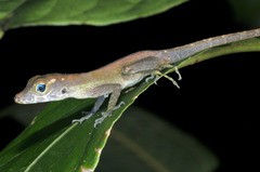 Anolis gundlachi