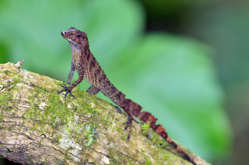 Yellow-chinned Anole