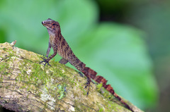 Anolis gundlachi