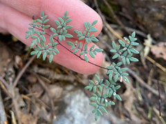 Argyrochosma limitanea