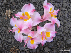 Alstroemeria umbellata