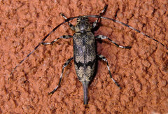 Graphisurus despectus