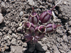 Alstroemeria umbellata