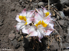 Alstroemeria umbellata