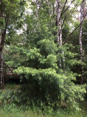Podocarpus salignus
