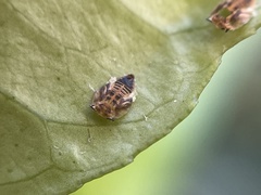 Diaphorina citri