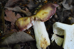 Russula viscida
