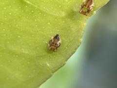 Diaphorina citri