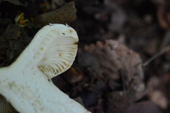 Russula viscida
