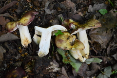 Russula viscida