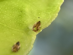 Diaphorina citri