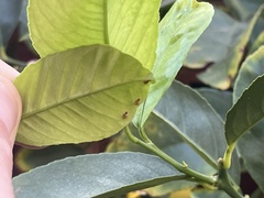 Diaphorina citri