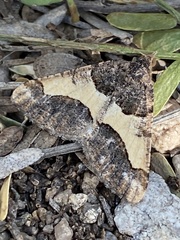 Frederickia hypaethrata