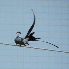 Tyrannus savana