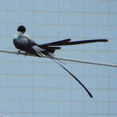 Tyrannus savana
