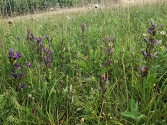 Gentianella praecox