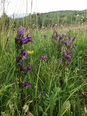 Gentianella praecox
