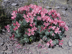 Alstroemeria spathulata