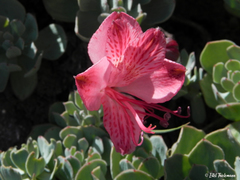 Alstroemeria spathulata