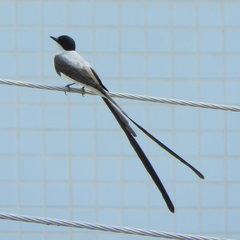 Tyrannus savana