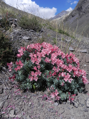 Alstroemeria spathulata