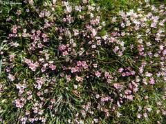 Lysimachia buxifolia