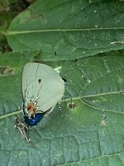 Iaspis andersoni