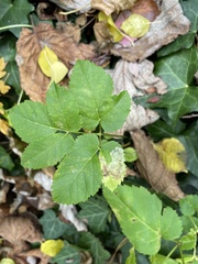 Phytomyza angelicastri