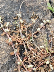 Alternanthera paronychioides