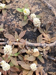 Alternanthera paronychioides