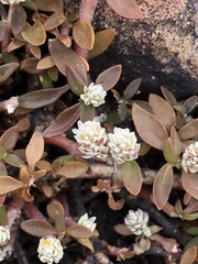 Alternanthera paronychioides