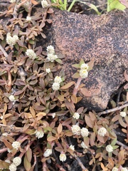 Alternanthera paronychioides