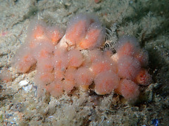 Morchellium argus