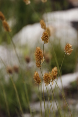 Geochloa