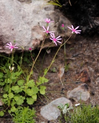 Senecio cymbalarifolius
