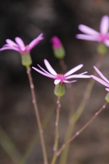 Senecio cymbalarifolius