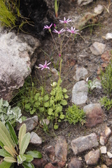 Senecio cymbalarifolius