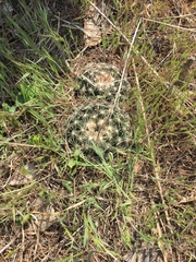 Escobaria missouriensis